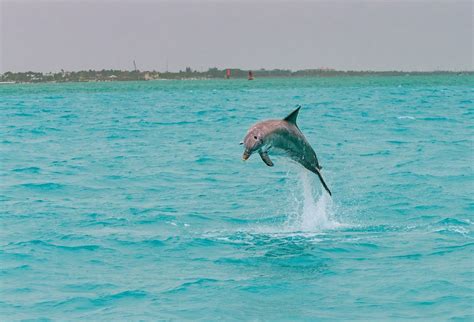 The Top Florida Keys Activities: Experiences Not to Be Missed On Your ...