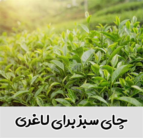 چای سبز برای لاغری راز کاهش وزن سریع با چای سبز