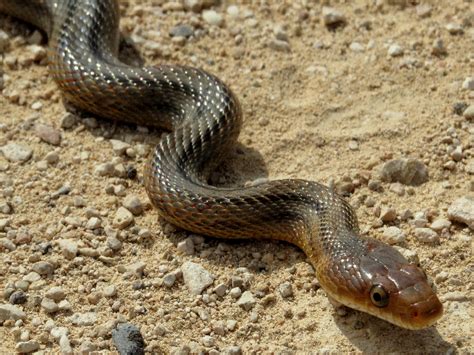 Texas Snakes Pictures And Identification Help