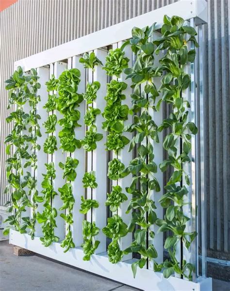 vertical gardening  easy vertical garden tips
