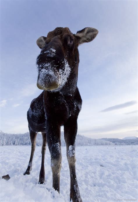 Yukon Experience: Yukon Wildlife Preserve Tour