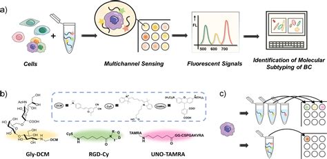 Rapid Identification Of Molecular Subtyping Of Breast Cancer Cell Lines