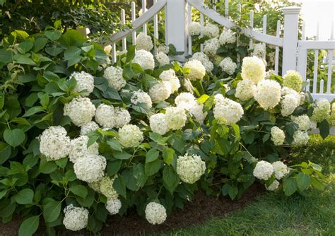 Hydrangea Macrophylla White 6 Pot Hello Hello Plants And Garden Supplies