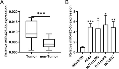 Mir 425 5p In Highly Expressed In Lca A Qrt Pcr Of Mir 425 5p B