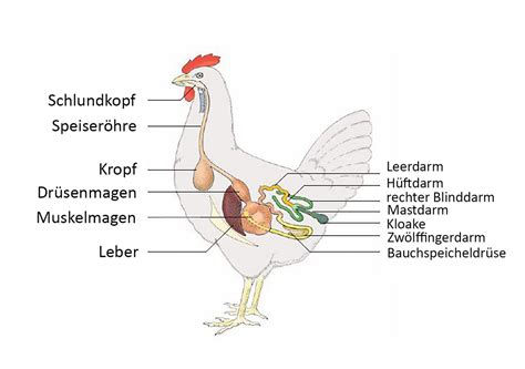 Entwicklung Und Funktion Des Darmmikrobioms