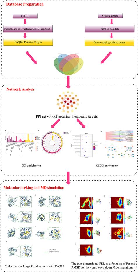 Frontiers Systematic Understanding Of Anti Aging Effect Of Coenzyme Q10 On Oocyte Through A