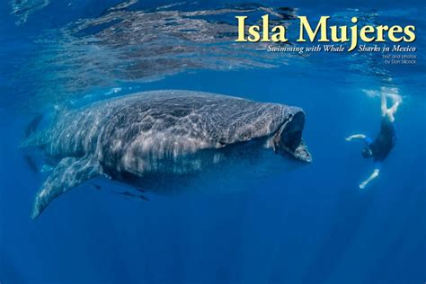 The Whale Sharks of Isla Mujeres - The Afuera | Indopacificimages