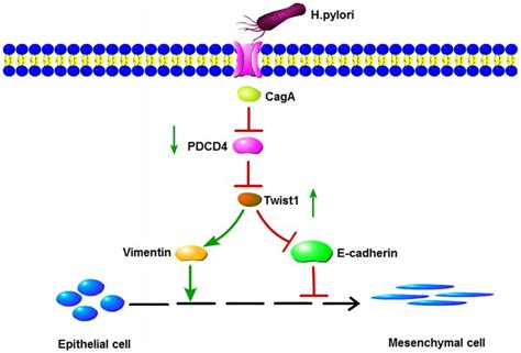 Schematic Representation Of The Signaling Pathways Involved In The H