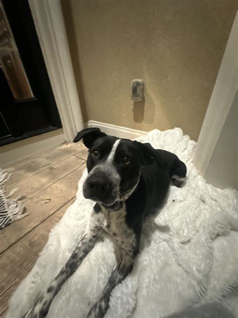 Lost & Found Pets of Sumner County, TN | has anyone lost their dog in