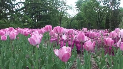 Keukenhof Gardens | World Beautiful Flowers | Tulip Garden 1080HD on ...