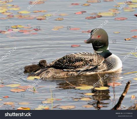 Common Loon Baby Chick Loon Swimming Stock Photo 2177298939 Shutterstock