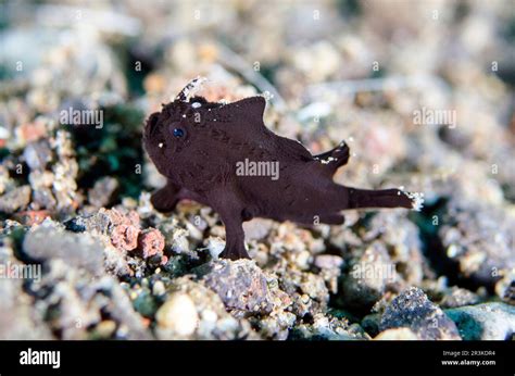 Juvenile Deepwater Frogfish Nudiantennarius Subteres Fairly Rare