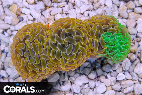 Branching Hammer Crazy Australia Orange Green Color Morph Rare