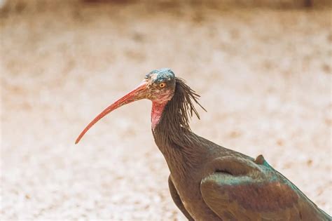 Hadada Ibis (Bostrychia hagedash) Information | Earth Life