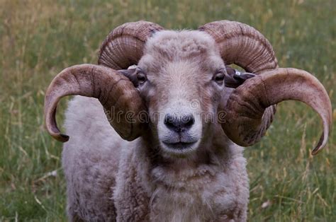 A ram with nice horns. A sheep / ram with nice big horns , #AD, #nice ...