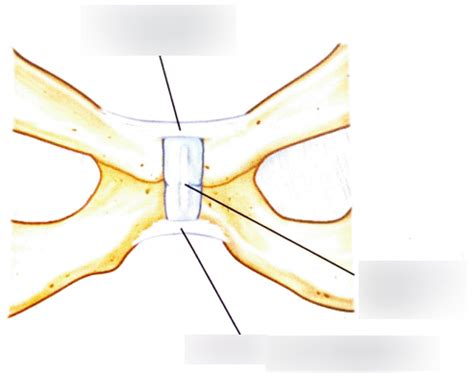 Diagram Of Kin Pubic Symphysis Quizlet