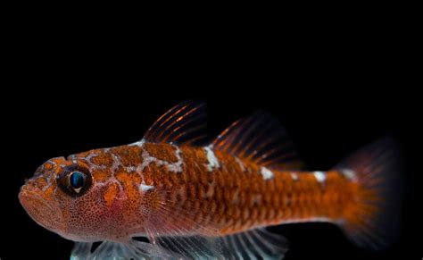 Biota White Spotted Dwarf Goby Captive Bred Fish Algaebarn