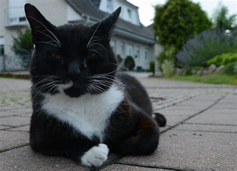 Neue Katzenschutzverordnung Der Stadt Sehnde Tritt In Kraft