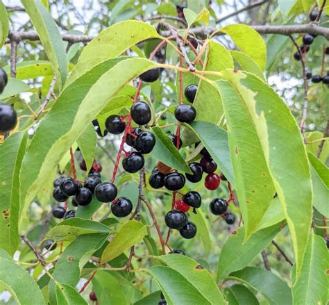 Silky Dogwood Berries | New Hampshire Garden Solutions