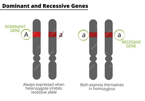 Premium Vector Difference Between Dominant And Recessive Genes Homozygous And Heterozygous