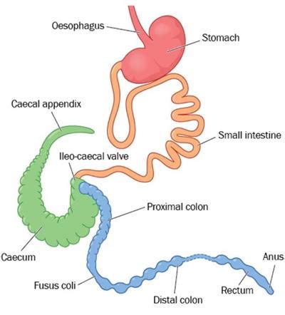 41 rabbit digestive system diagram - Diagram For You