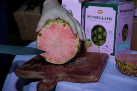 La piña rosa un manjar exclusivo de Costa Rica para el mundo SWI