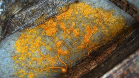 Acellular Slime Molds