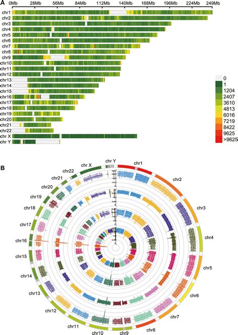 Frontiers Comprehensive Analysis Of DNA 5 Methylcytosine And N6