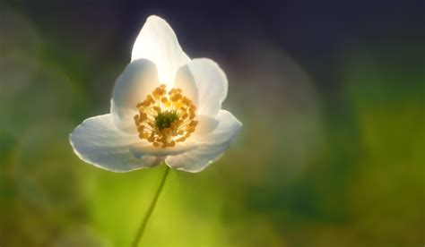 Fotos gratis naturaleza fotografía prado luz de sol pétalo vivir