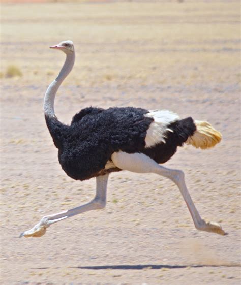 Male Ostrich In The Namib Desert Namibia Africa Wildlife Africa