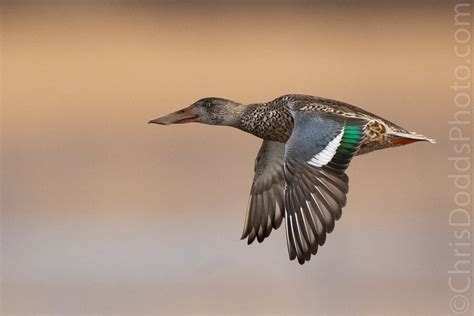 Northern Shoveler — Nature Photography Blog