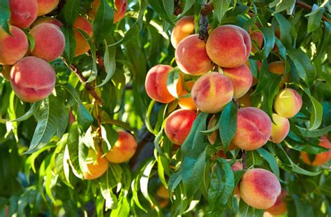 Peaches Tree