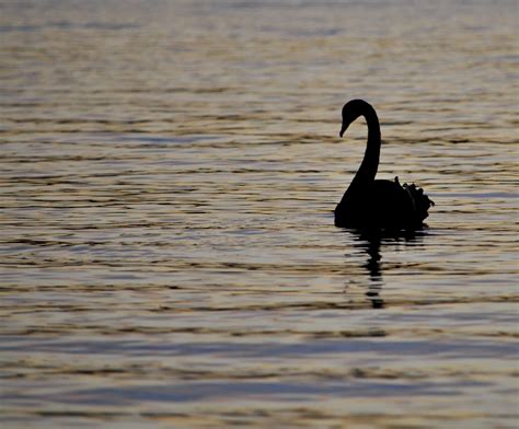 Free Images Sea Nature Silhouette Wing Wildlife Portrait