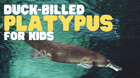 Free Clip Platypus For Kids Download Free Clip Platypus For Kids Png