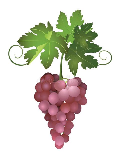 Ilustraci N Del Vector De Las Uvas Ilustraci N Del Vector Ilustraci N