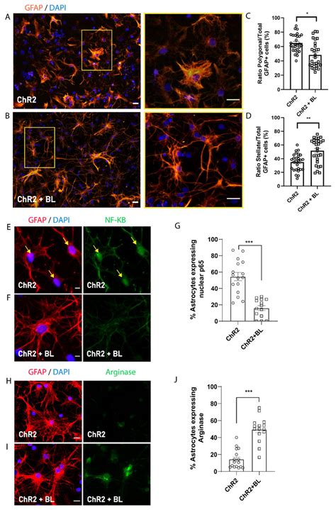 Optogenetic Stimulation Triggers Morphological And Functional Shift In