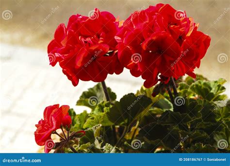 Common Geranium Bronze Butterfly Stock Photo Cartoondealer