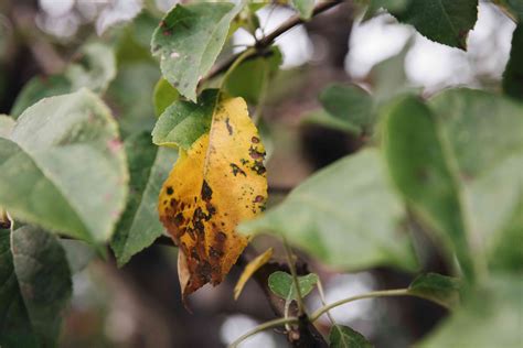 4 Common Apple Tree Diseases