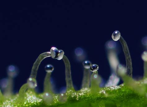 Cannabis Trichomes What Are They And Why Should You Care Clear Choice Cannabis