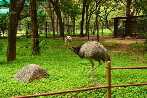 Wild Bird Ostrich Big Bird Standing In Zoological Park Stock Photograph