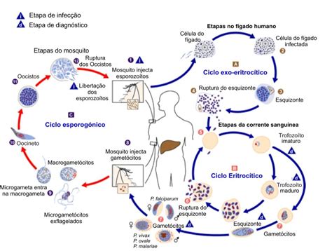 1 Ciclo De Vida Do Parasita Adaptado De Cdc 2004 Download Scientific Diagram