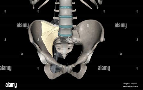 The Anterior Longitudinal Ligament Is A Ligament That Extends Across