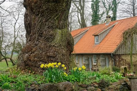 Stieleiche Neben Der Wasserm Hle Stenten Schleswig Holstein Deutschland