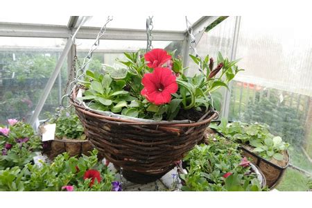 Pre Planted Hanging Baskets With FREE Portsmouth Delivery