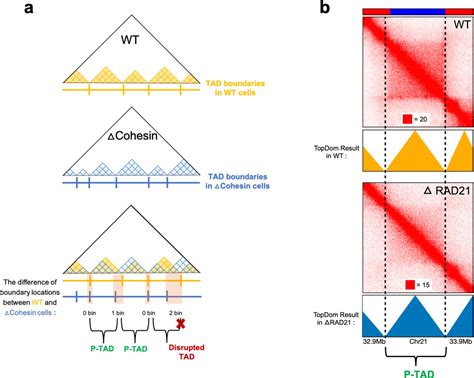 Structural Basis For The Preservation Of A Subset Of Topologically