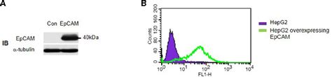 Figure From Identification Of Dna Aptamers Toward Epithelial Cell