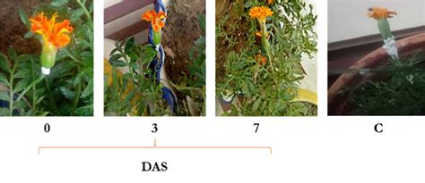 In Vivo Insecticidal Activity Of By Product Waste From Eucalyptus