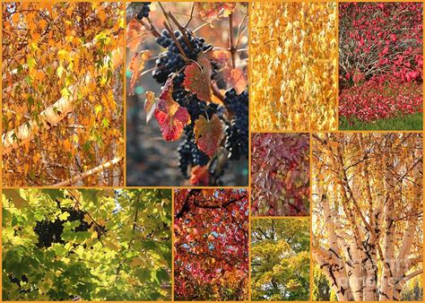 Autumn Collage Photograph by Carol Groenen - Fine Art America