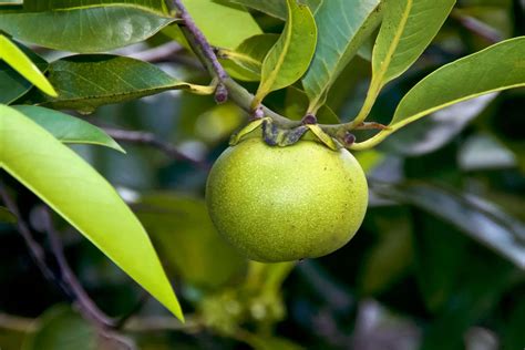 Manchineel What To Know About Manchineel Poisoning