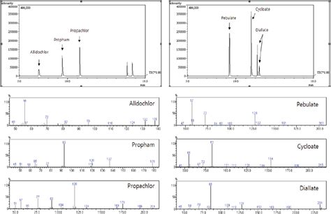 Total Ion Chromatograms TICs And Electron Ionization EI Mass